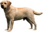 Labrador_retriever