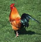 chicken