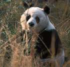 giant_panda