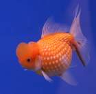 goldfish