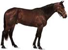 horse