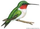 hummingbrid