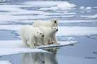 polar_bear