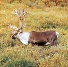 reindeer